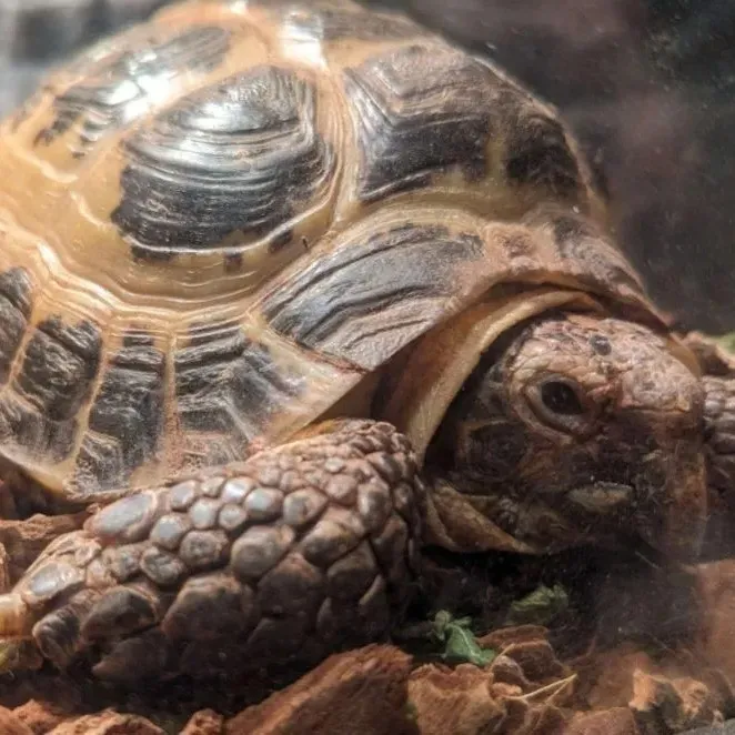 tortuga-1.webp